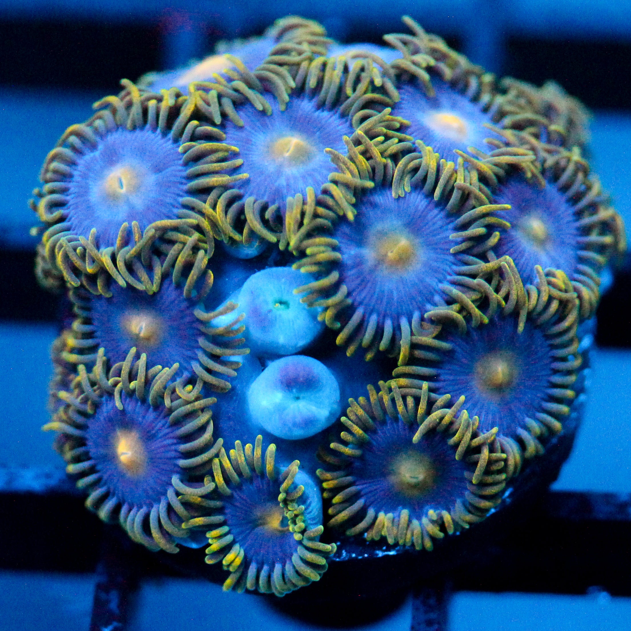 JC Gold Burst Zoanthid