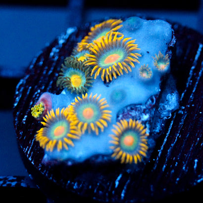 JC Saturn Zoanthid
