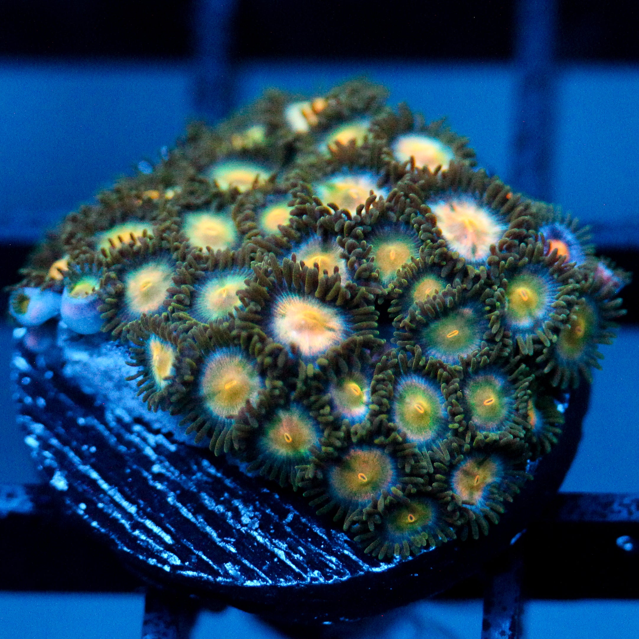 JC Earthly Zoanthids