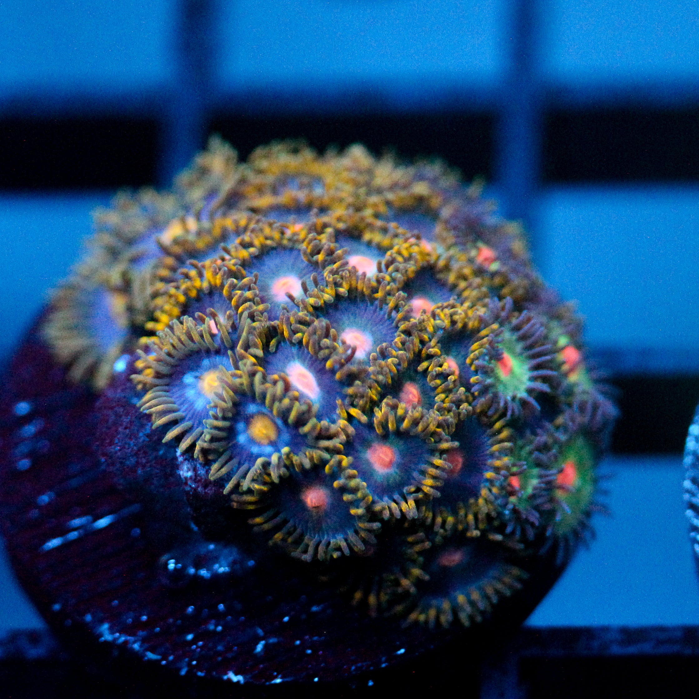 JC Gold Burst Zoanthid Mix