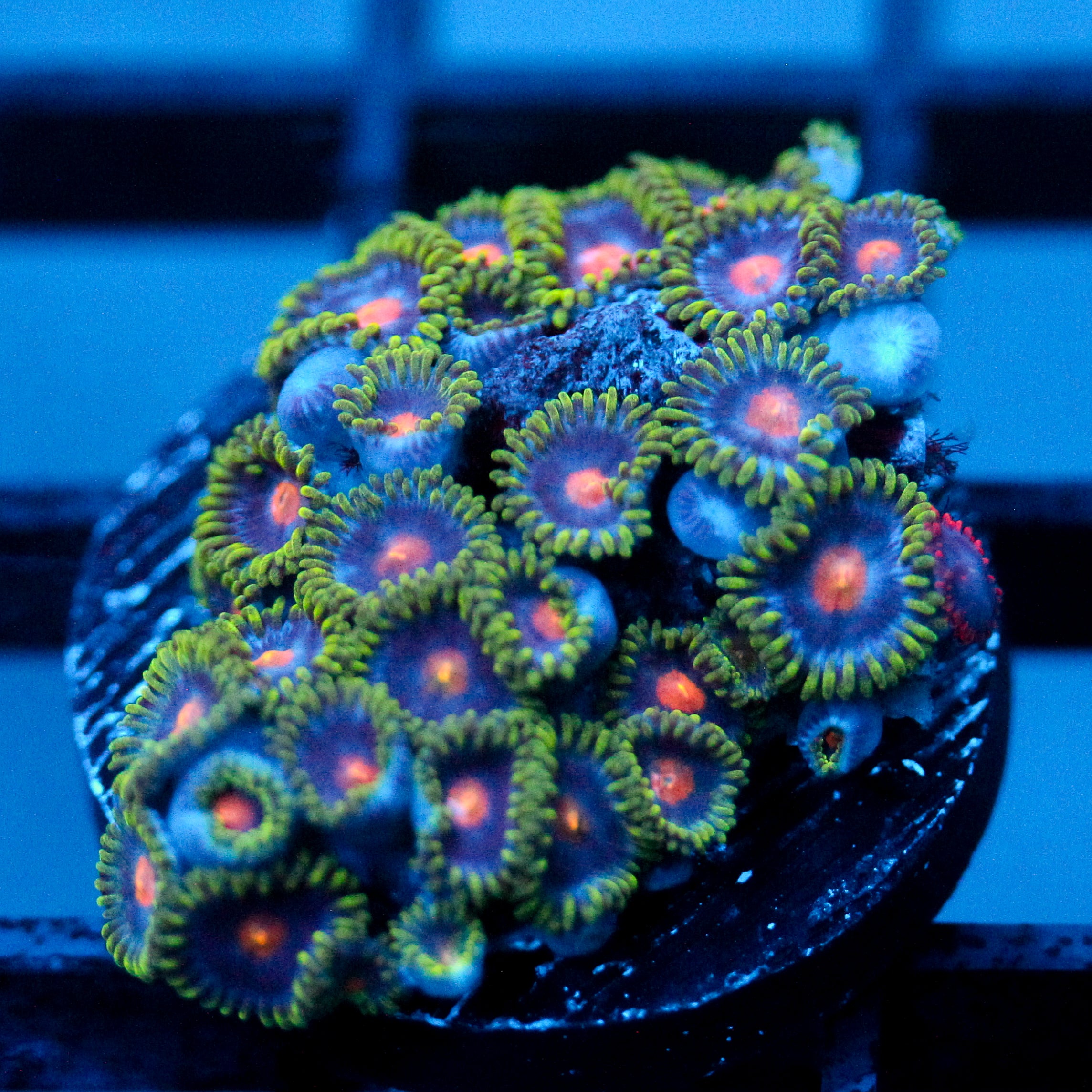 JC Gold Burn Zoanthid Mix