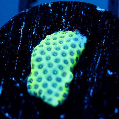 JC Snake Skin Poroites Coral