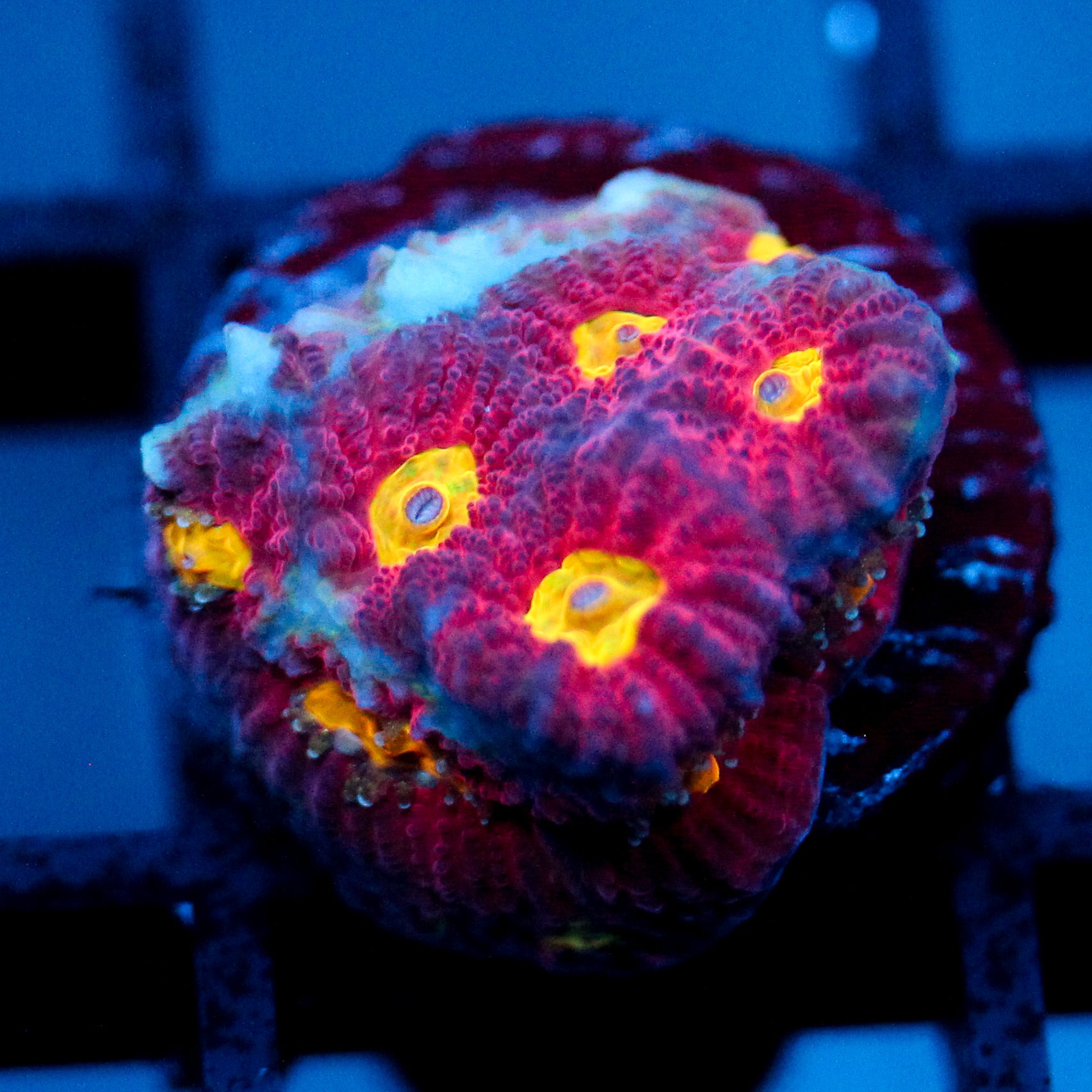 JC Red Slime Favia