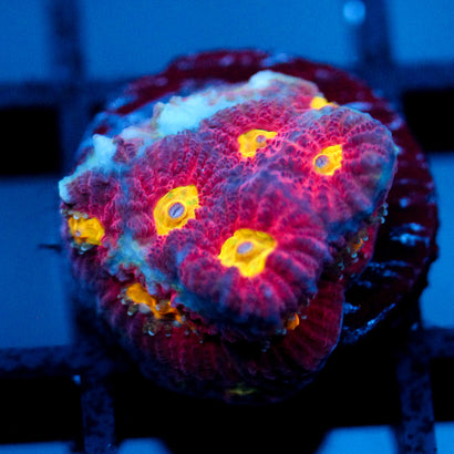 JC Red Slime Favia