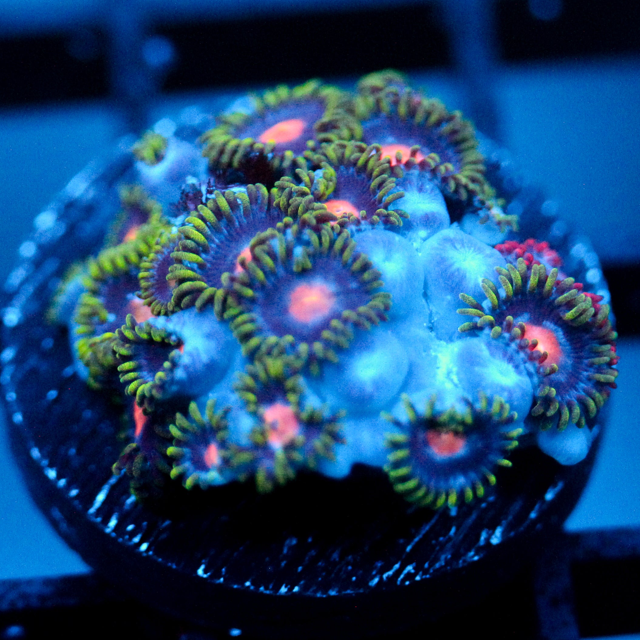 JC Gold Burn Zoanthid