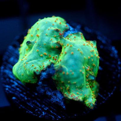 JC Red Pimple Cherenkov Radiation Discosoma