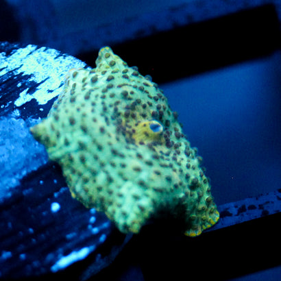 JC Toadskin Discosoma