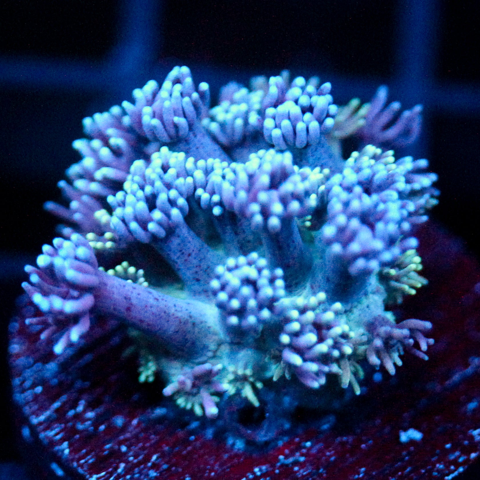 JC Maelstrom Goni