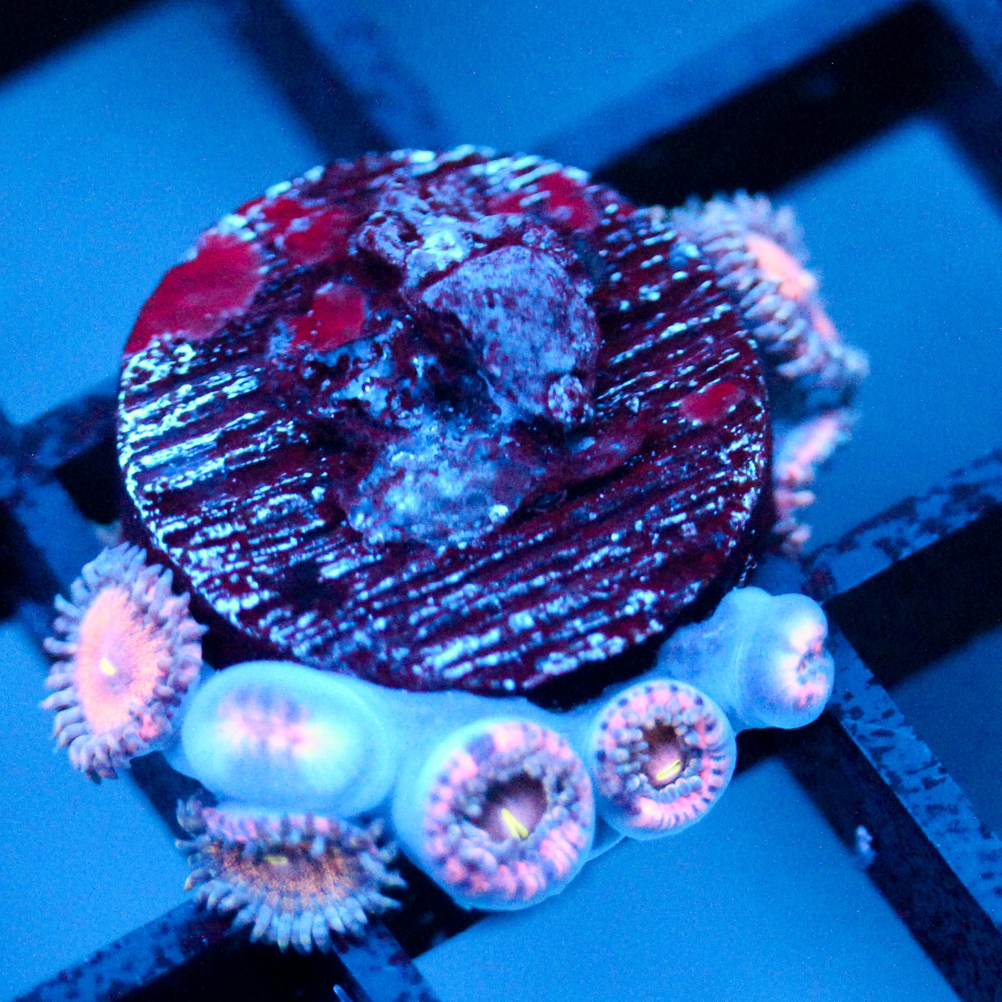 JC Amber Bliss Zoanthid