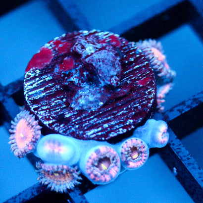 JC Amber Bliss Zoanthid
