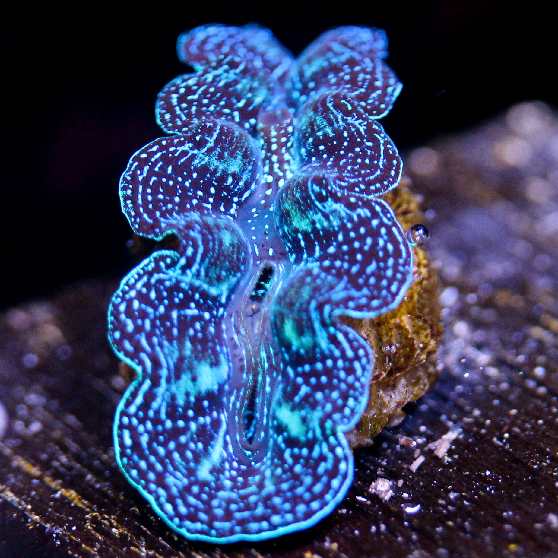 JC Ultra Crocea