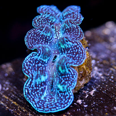 JC Ultra Crocea