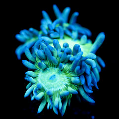 shopify auction