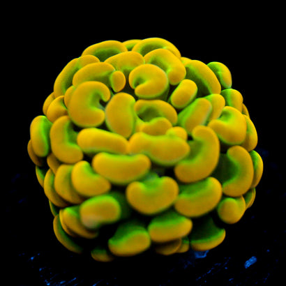 JC Ultra Rainbow Gold Hammer