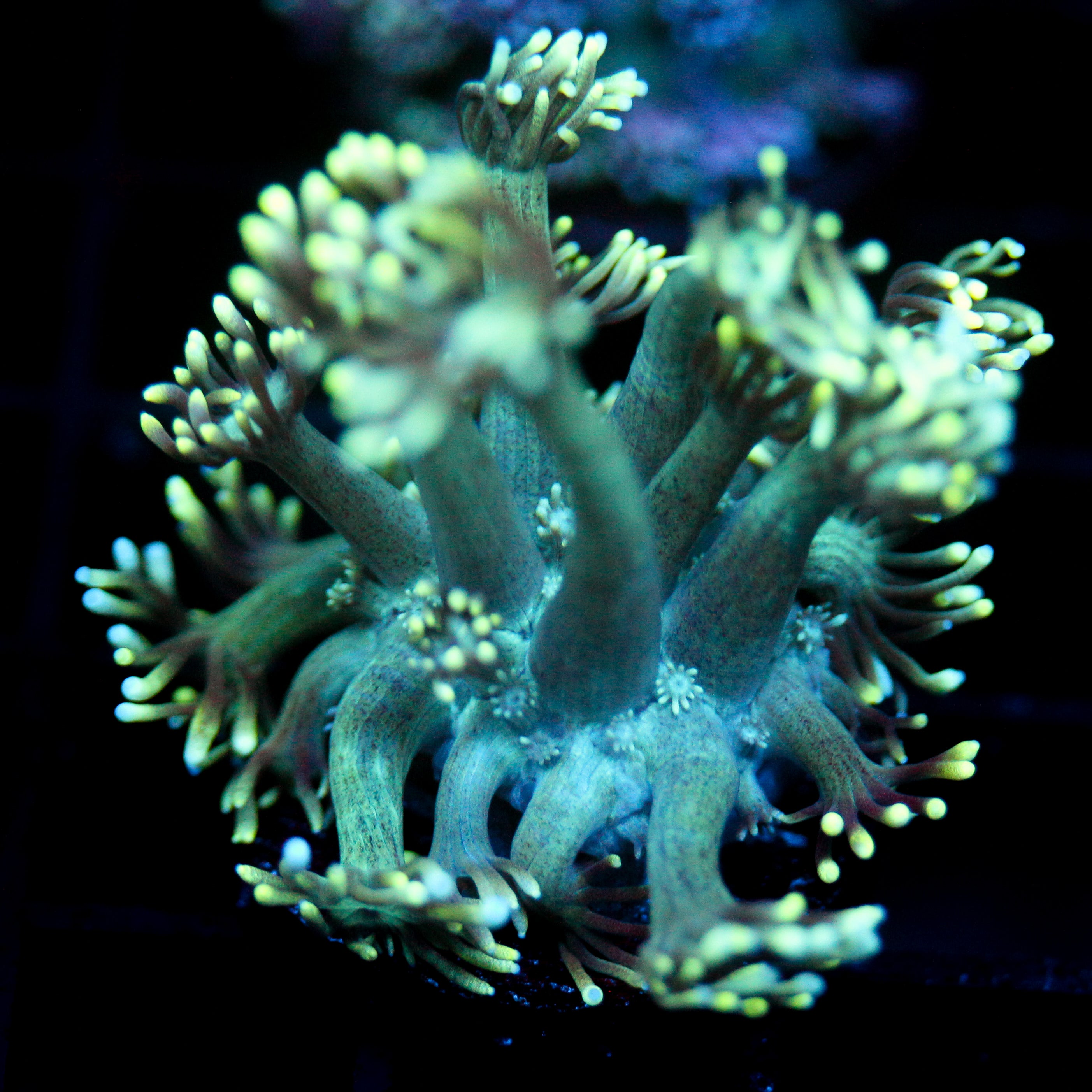 JC Electric Petals Goni
