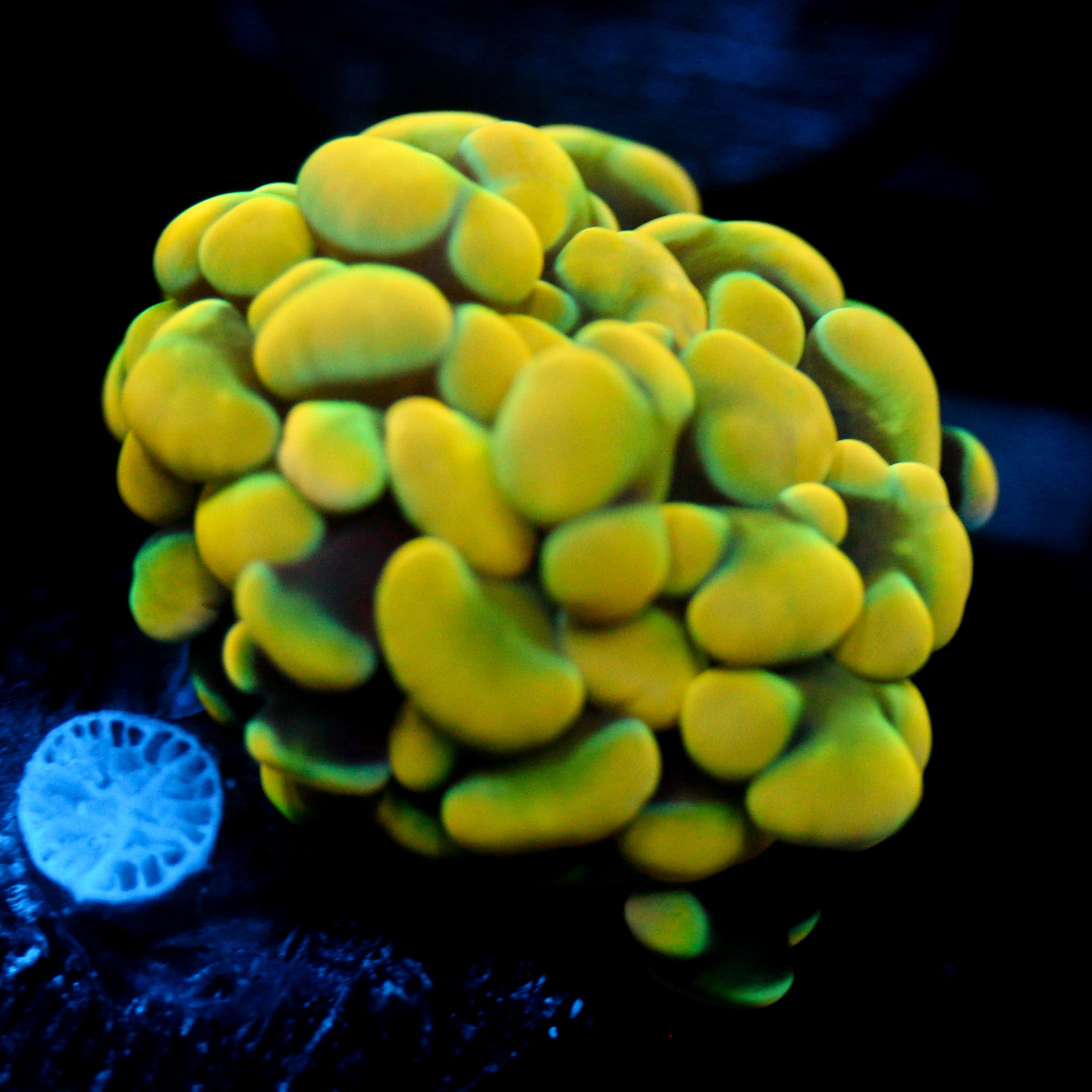 JC Rainbow Gold Hammer