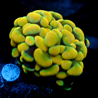 JC Rainbow Gold Hammer