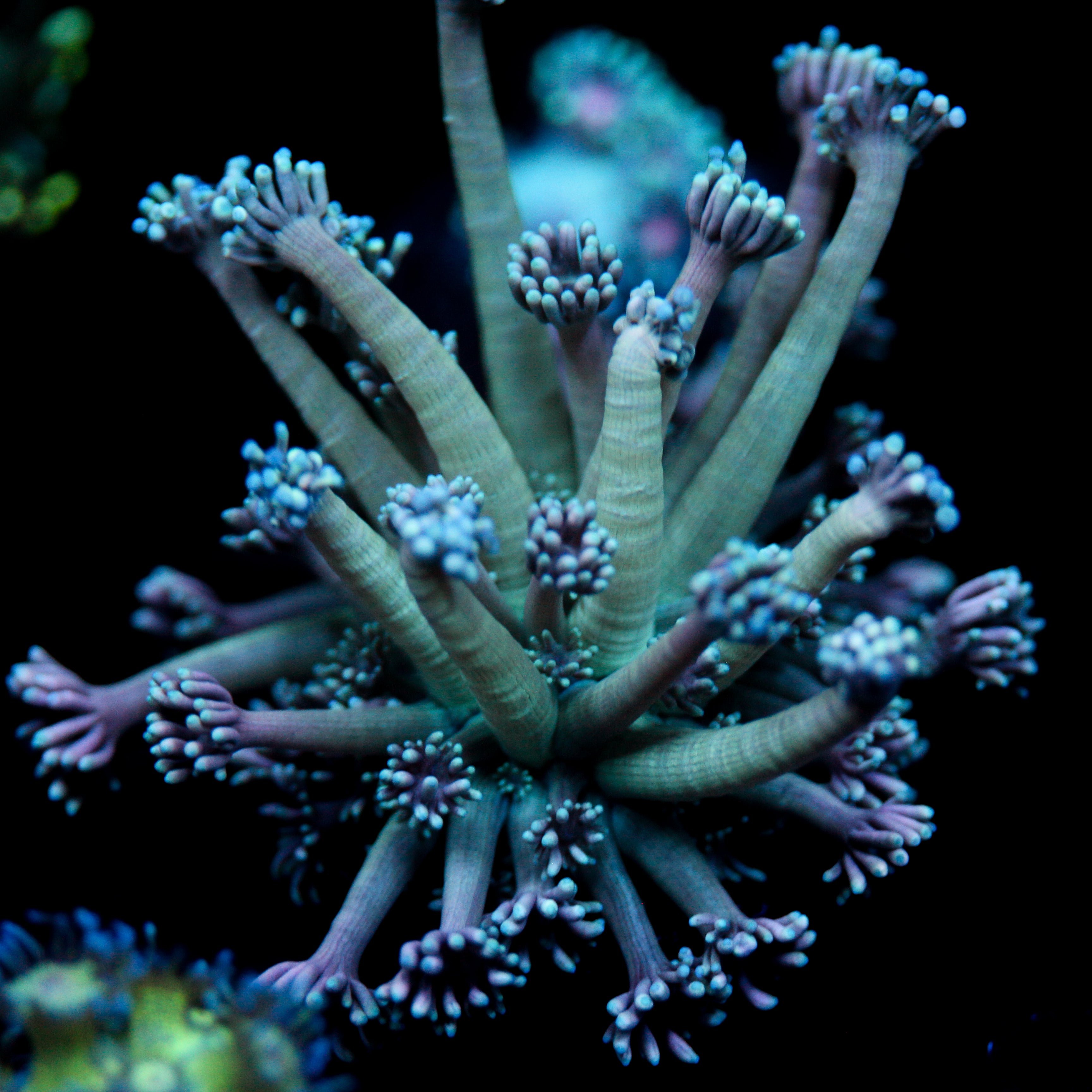 JC Royal Tentacles Goni