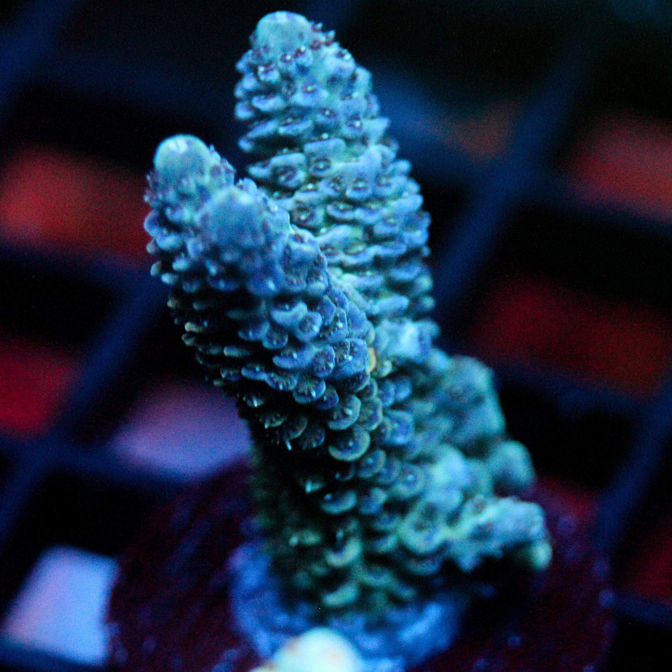 JC Blue Flux