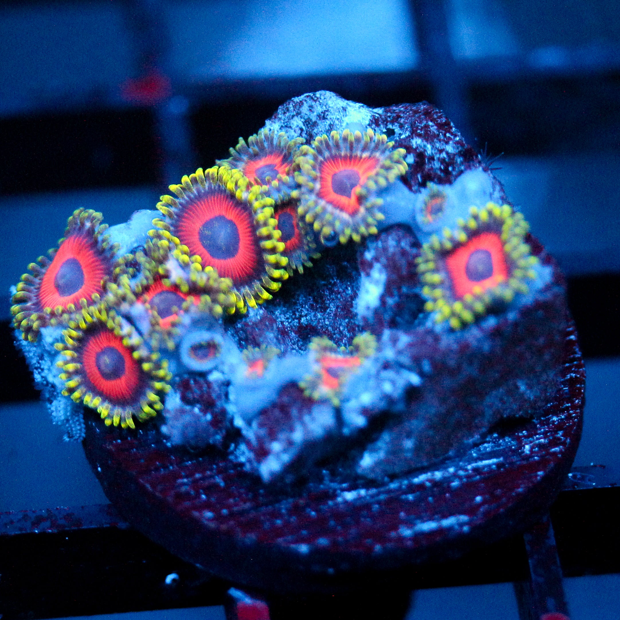 JC Empire Zoanthid