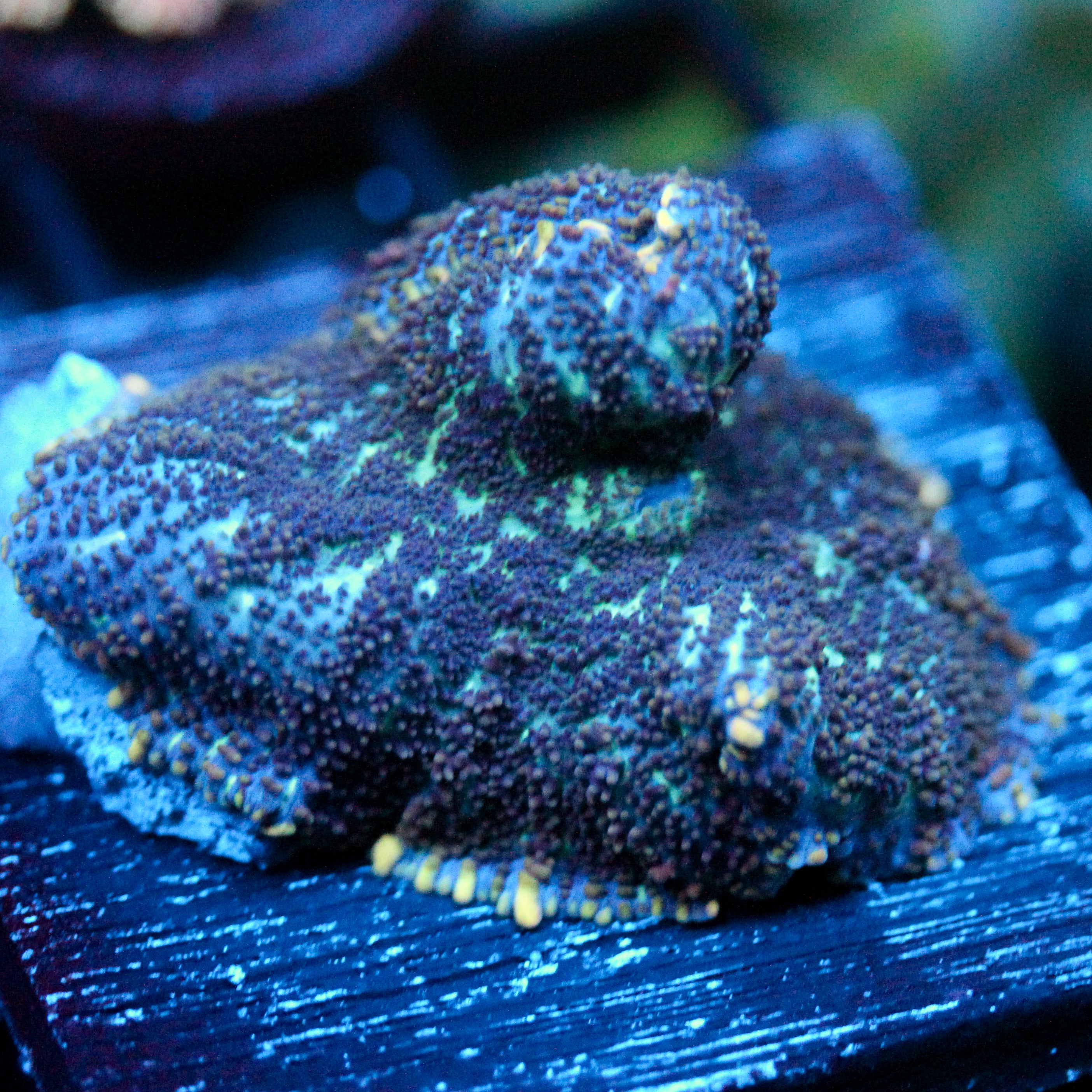 JC LG Purple Nurple Rhodactis