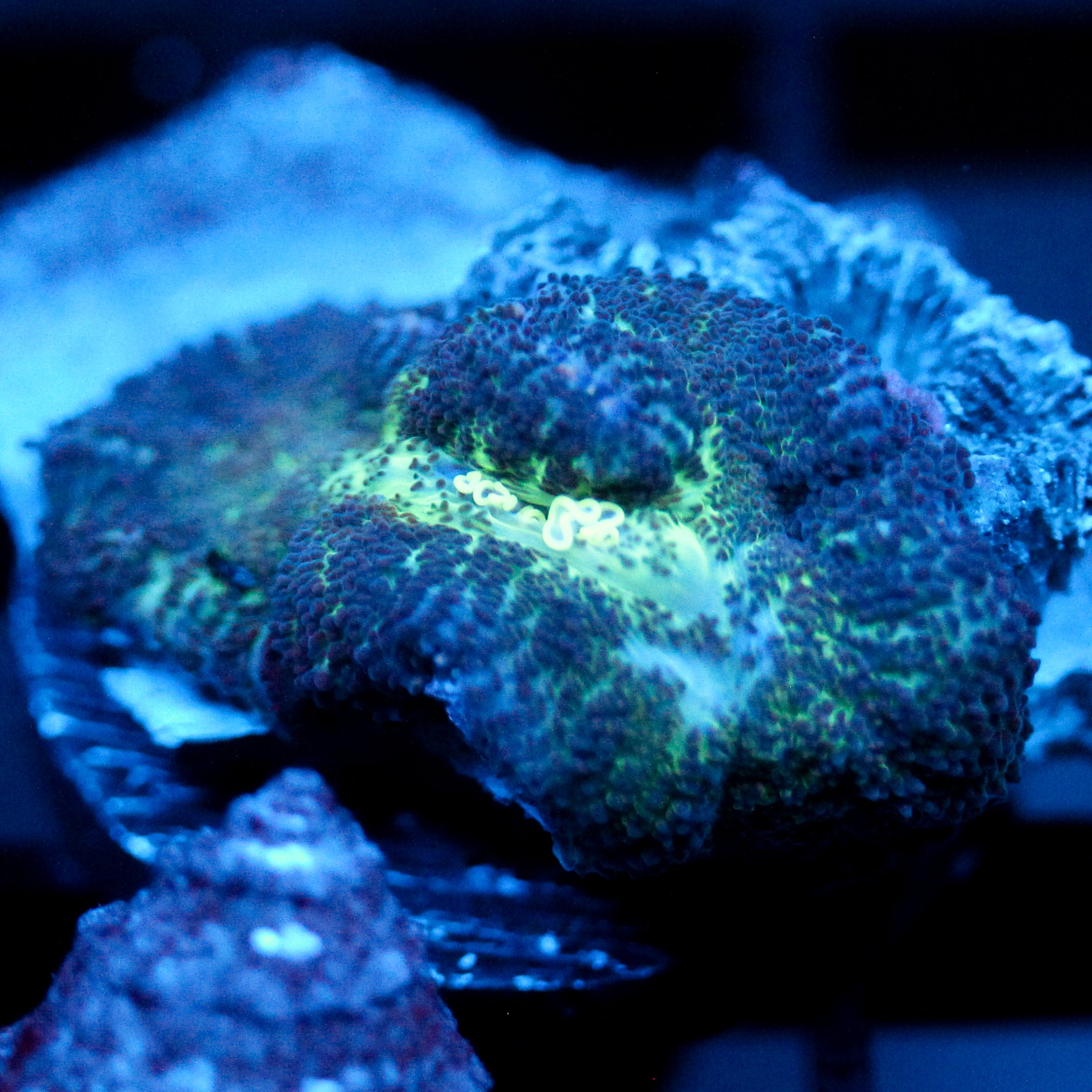 JC Purple Nurple Rhodactis