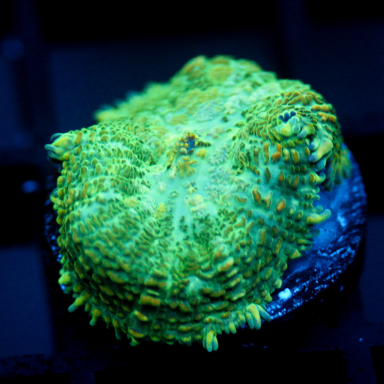 JC Lush Biome Rhodactis