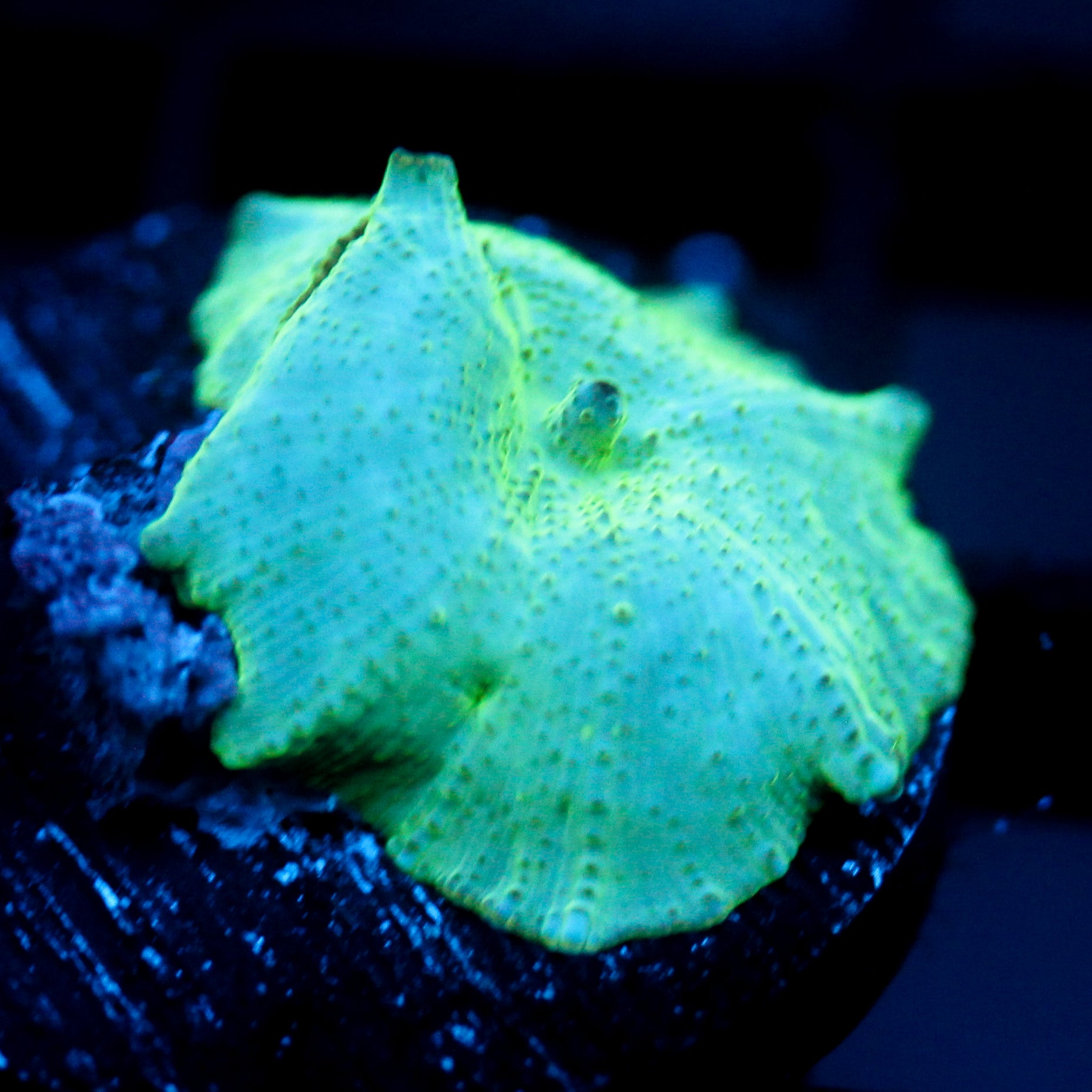 JC Cherenkov Radiation Discosoma