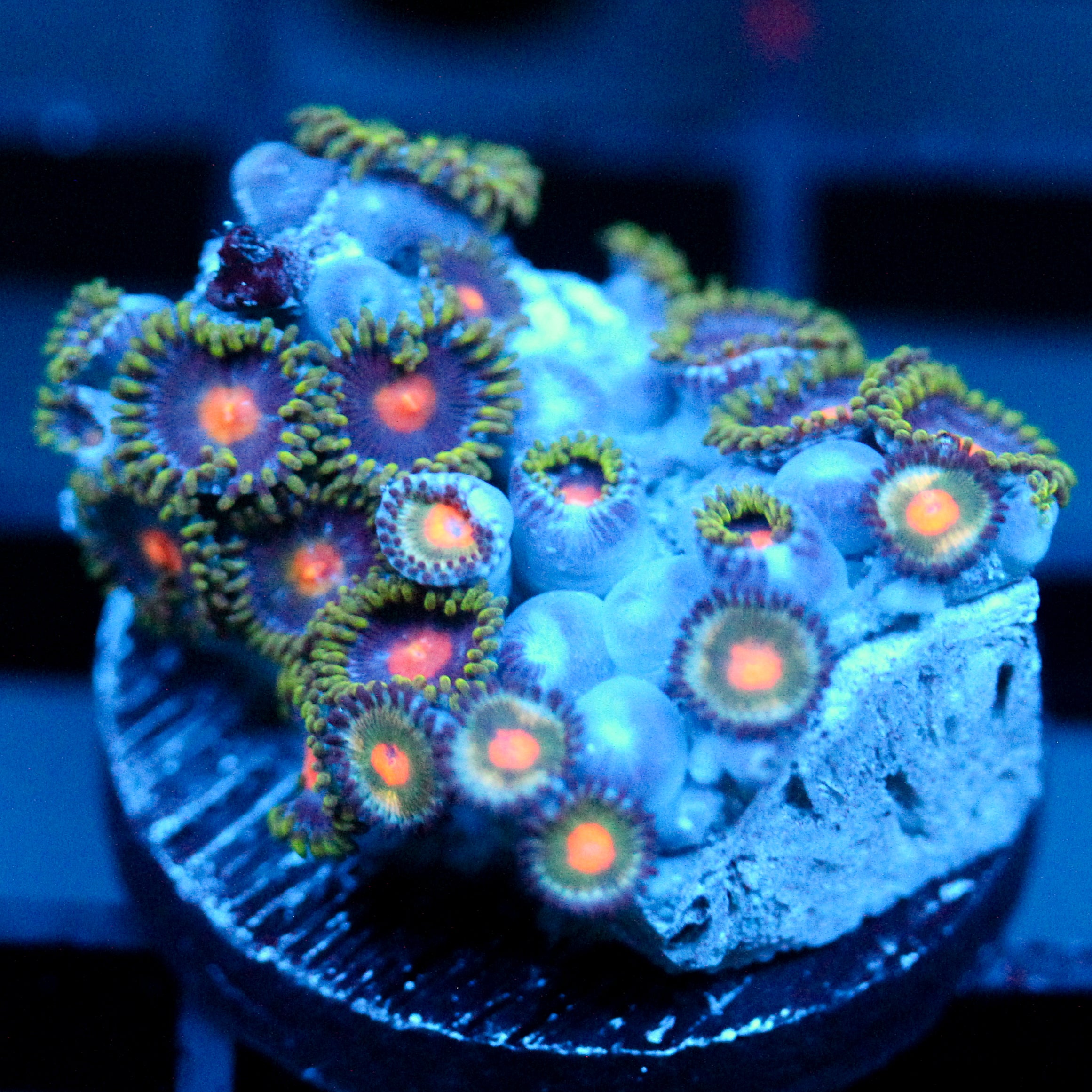 JC Insanity Zoanthid Mix