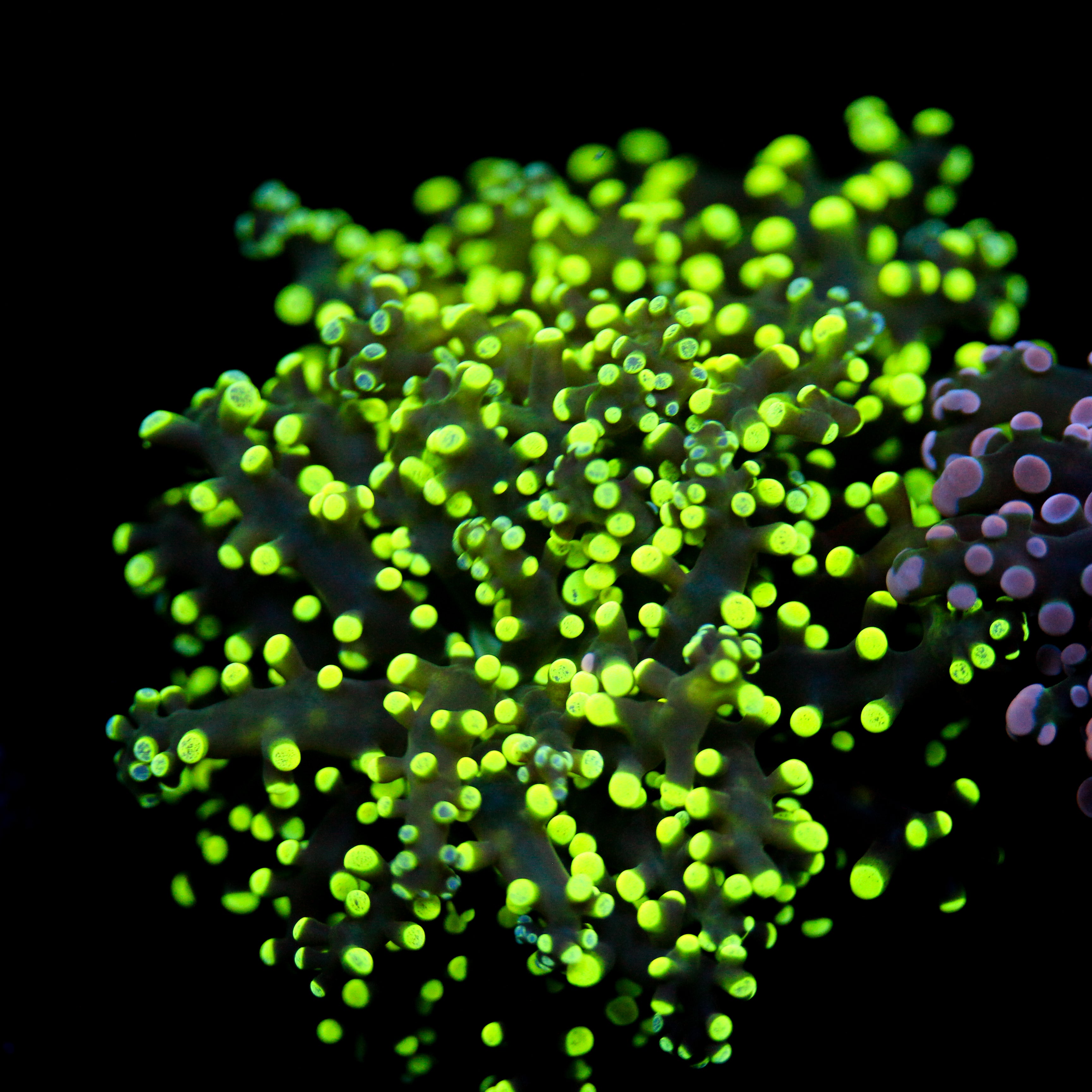 JC Splatter Octo