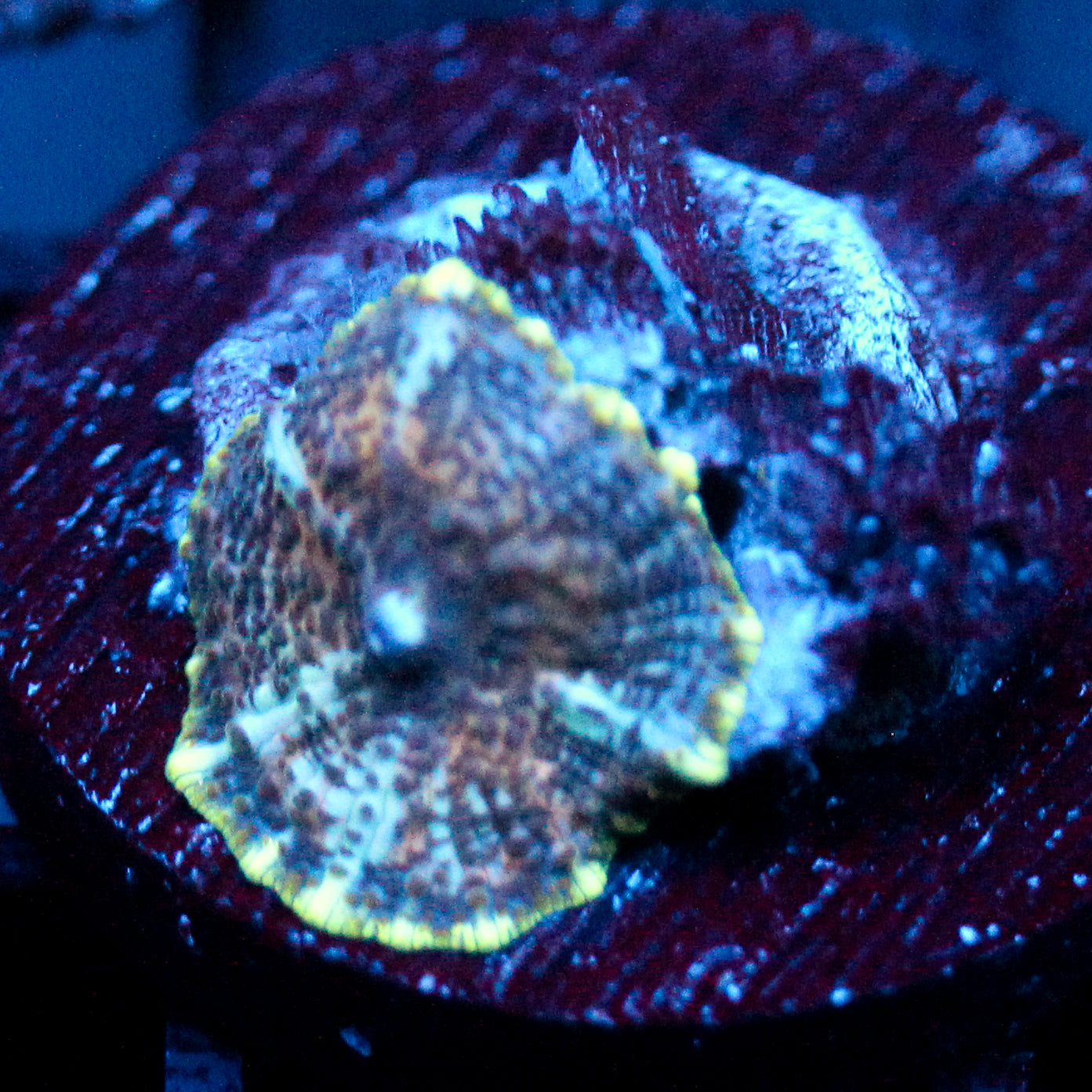 JC Purple Kiss Rhodactis