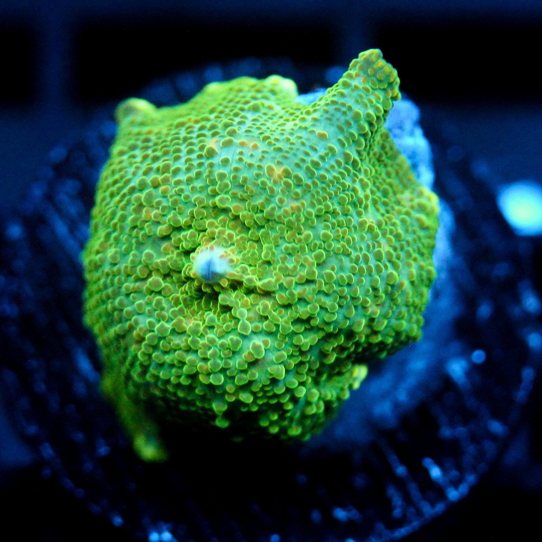 JC Slime Discosoma