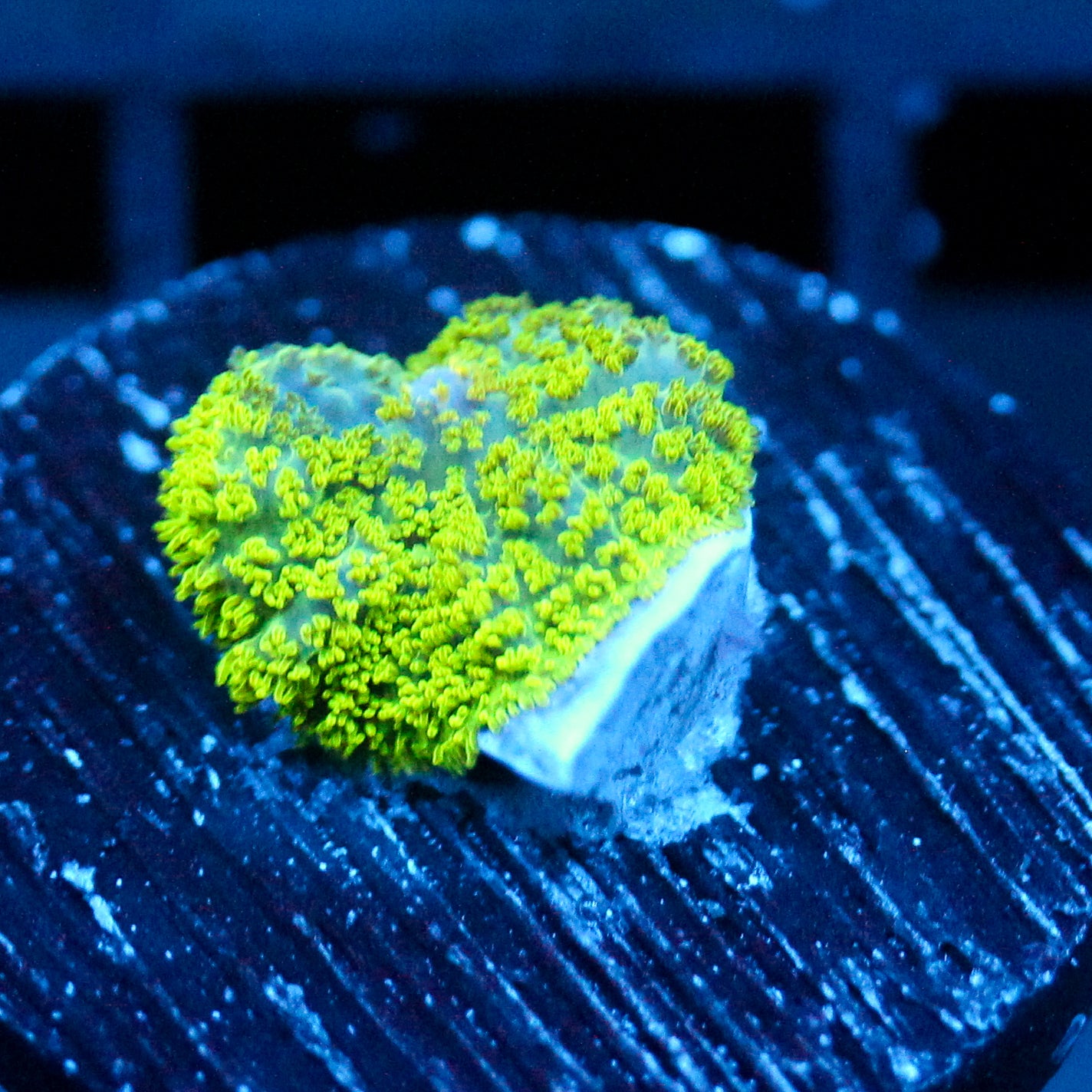 JC Neon Green Rhodactis