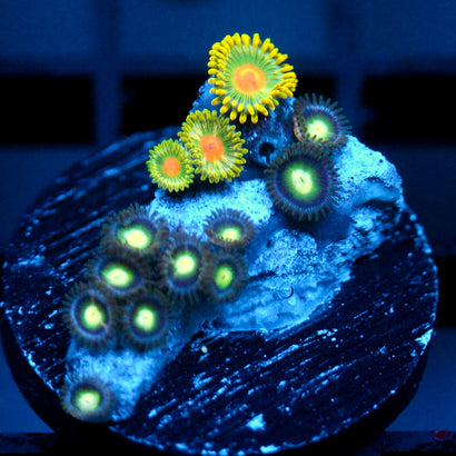 JC Irish Splash Zoanthid Mix