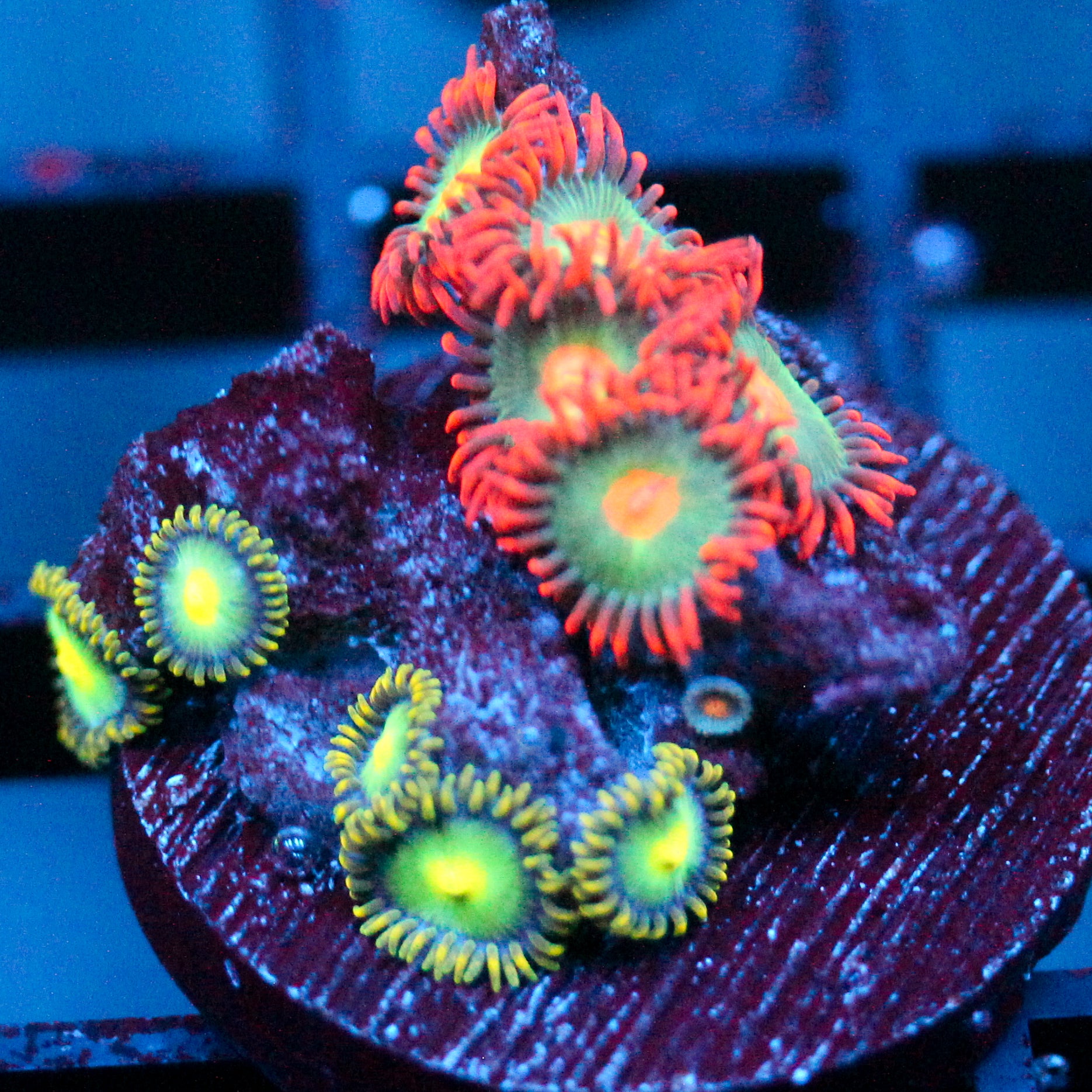 JC Green Demons Zoanthid Mix