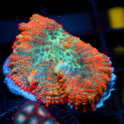 JC Orange Fever Rhodactis