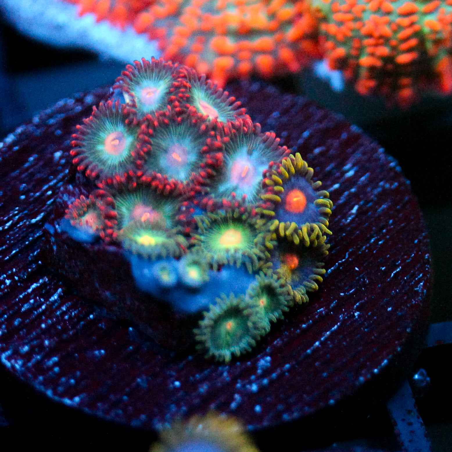 JC Nova Zoanthid Mix