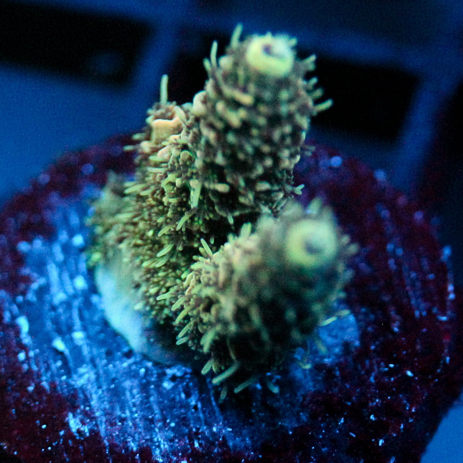 JC Green Furr
