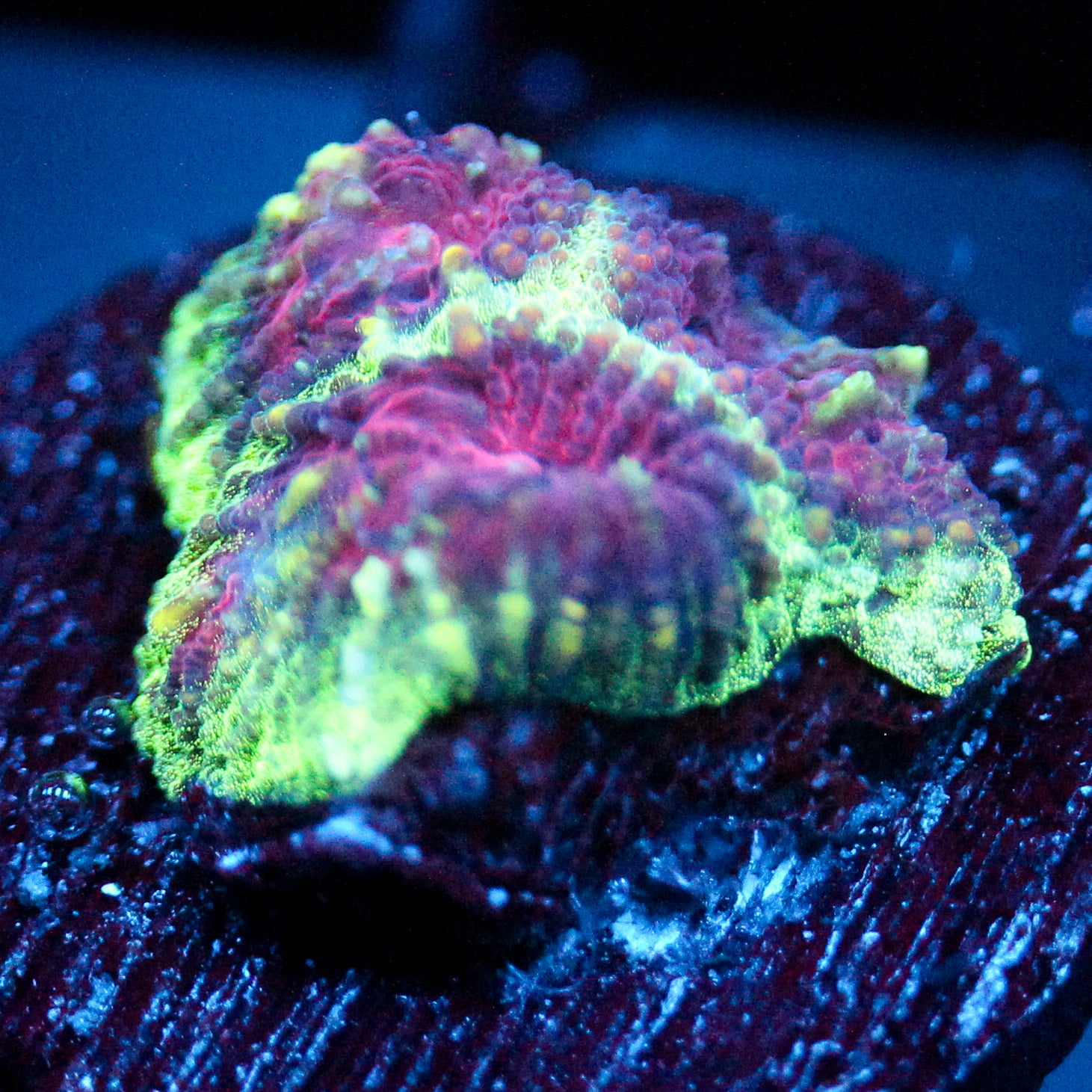JC Demon Core Favia