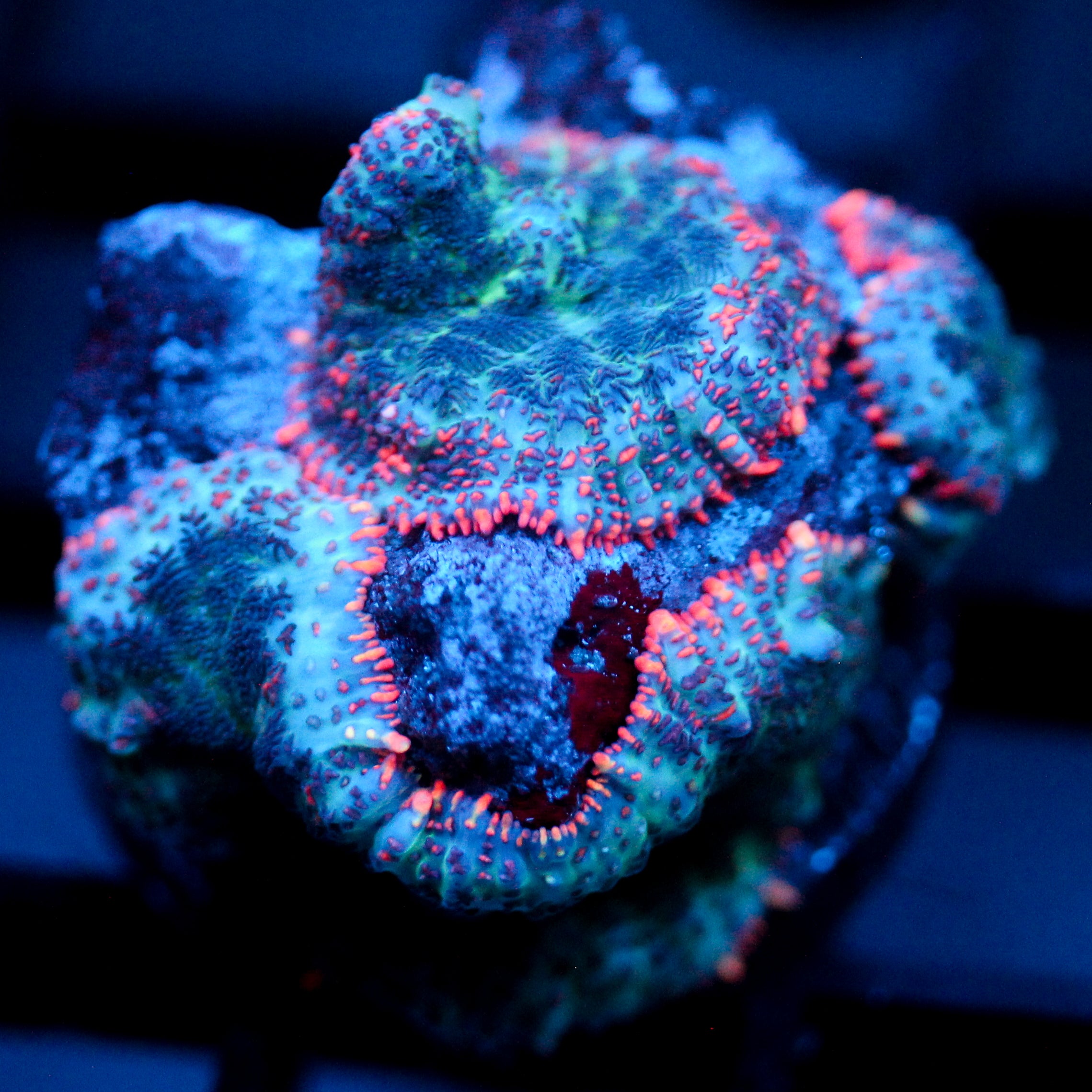 JC Yeti Flesh Rhodactis triple