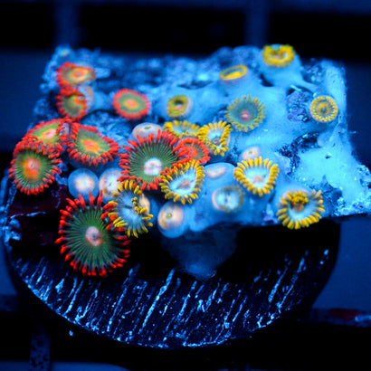 JC Saturn Zoanthid mix