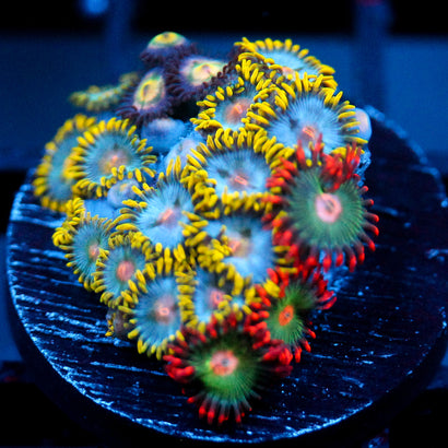 JC Saturn Zoanthid mix