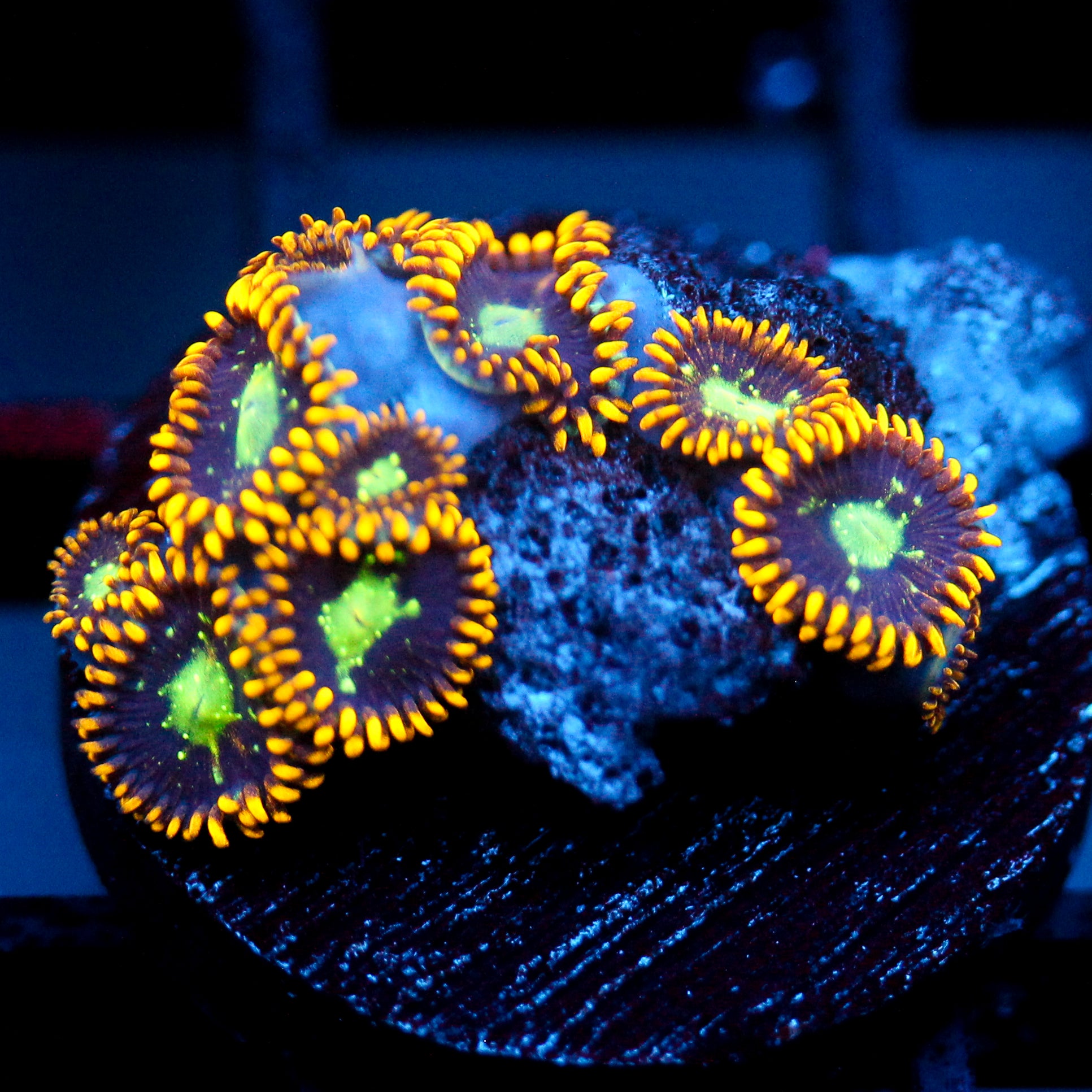 JC Dominator Zoanthid