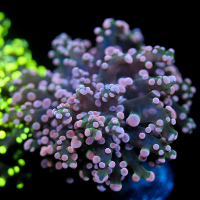 JC Pink Tip Octo