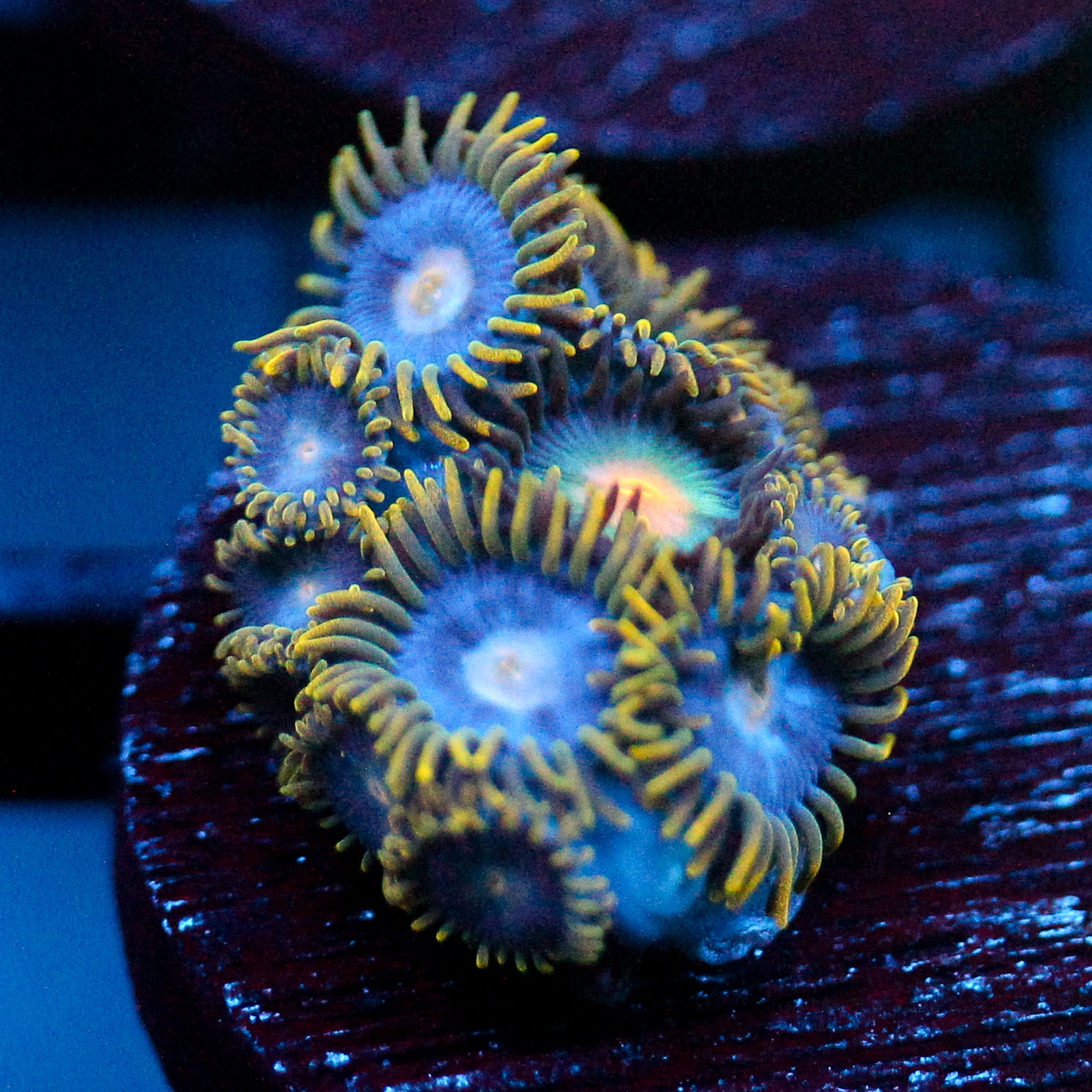 JC Gold Gobbler Zoanthid