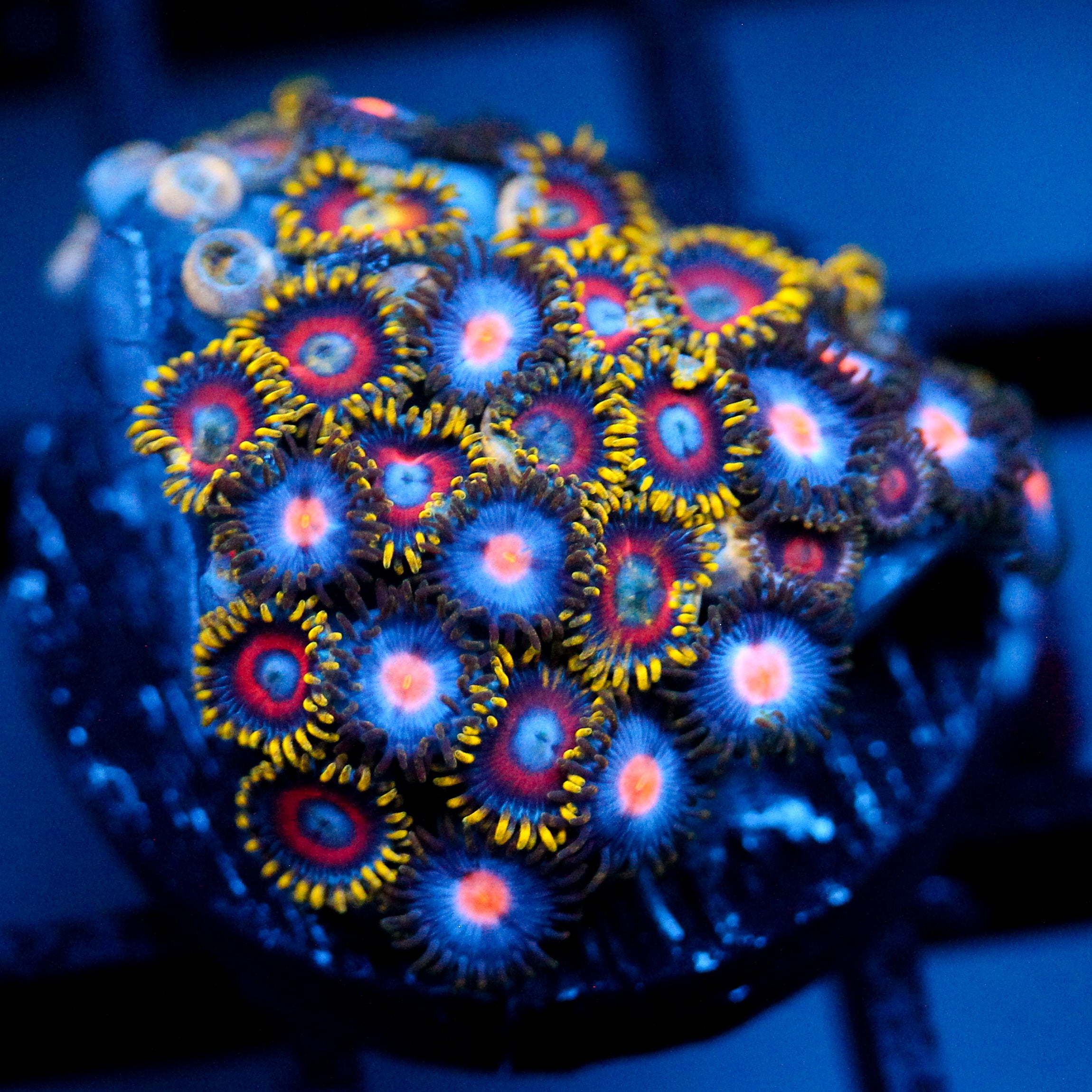 JC Empire Zoanthid Mix