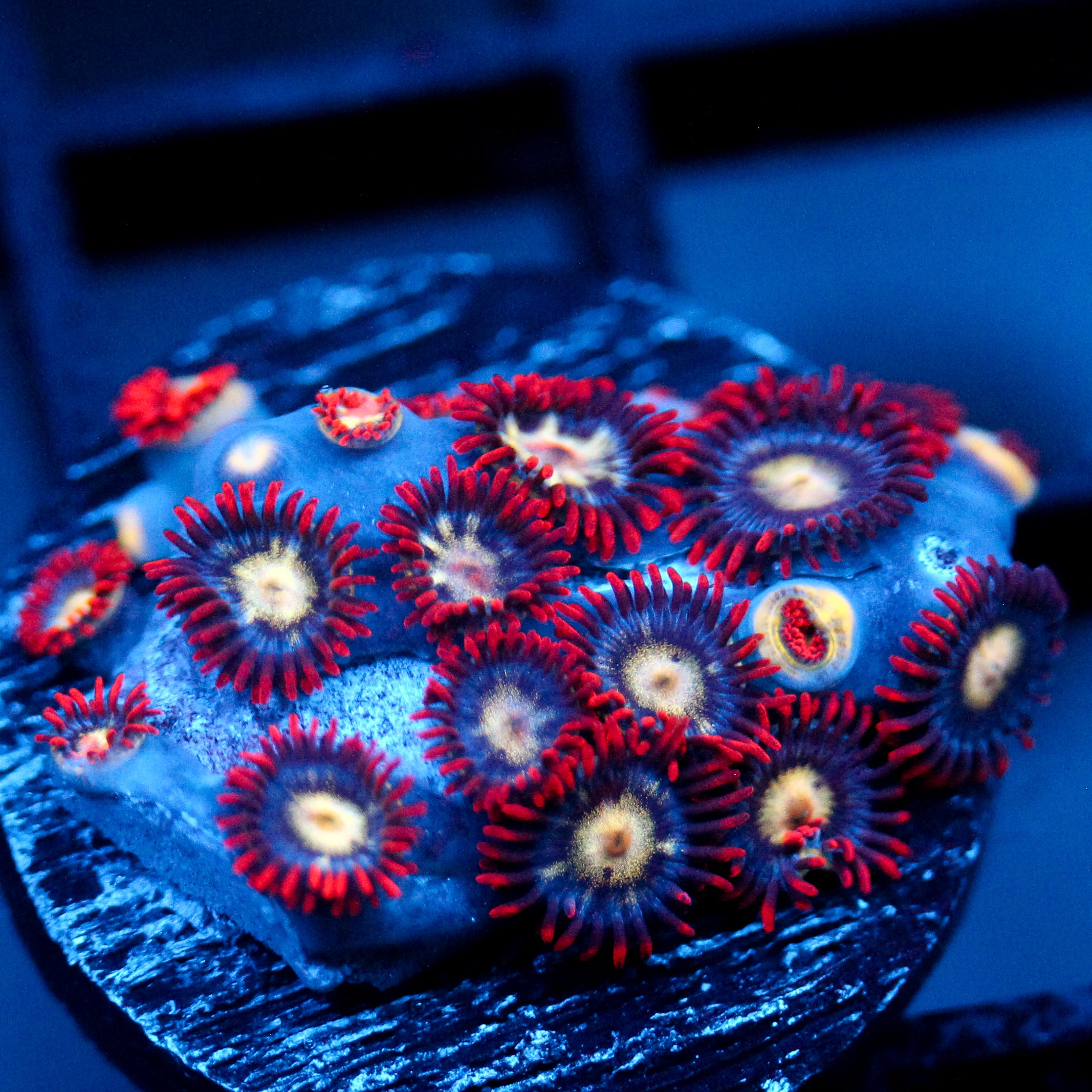 JC Crimson Greed Zoanthid