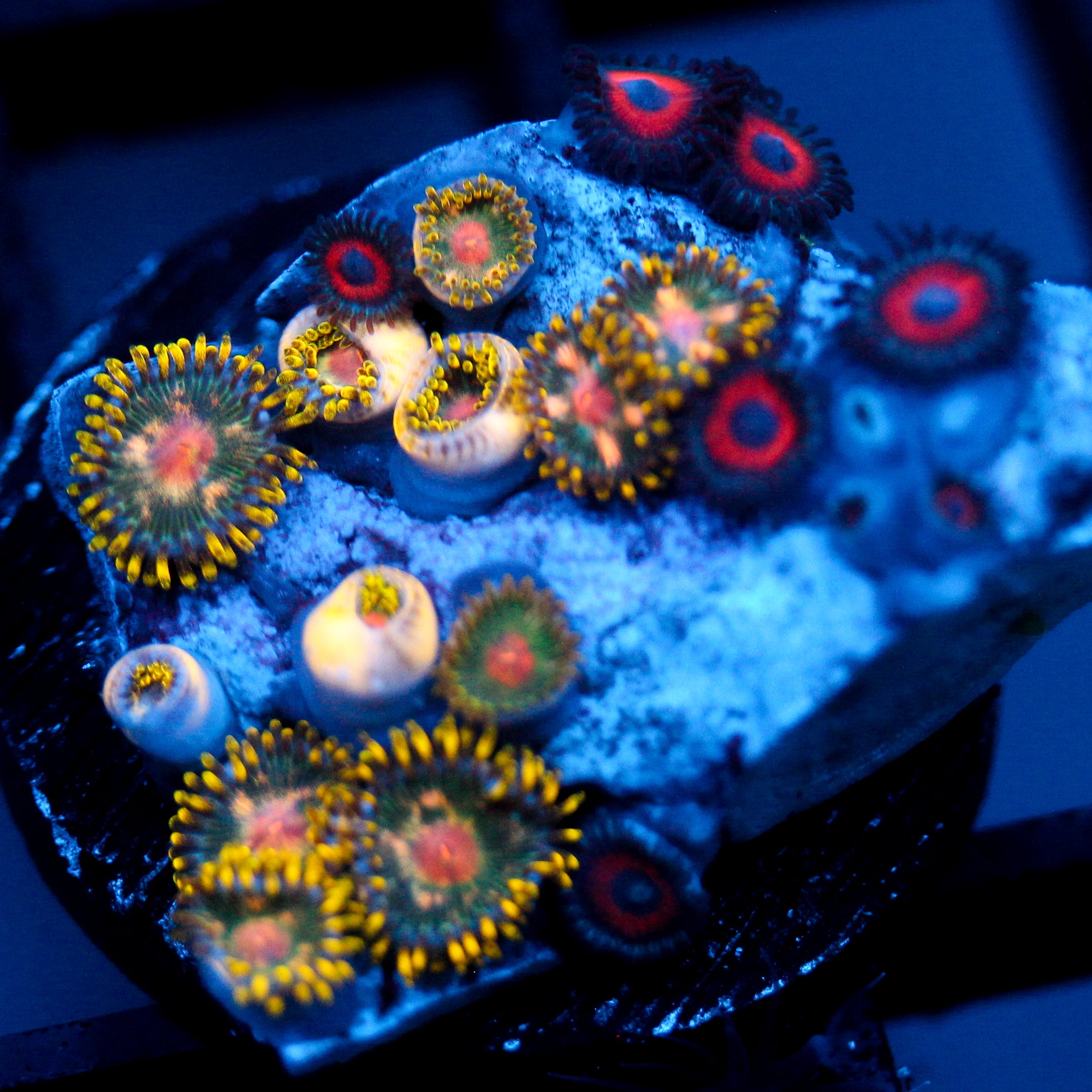 JC Glittering Garden Zoanthid Mix