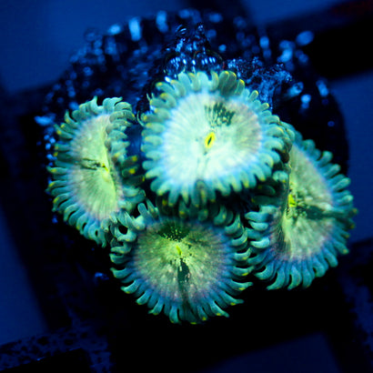 JC Hawaiian Ding Dang Zoanthid