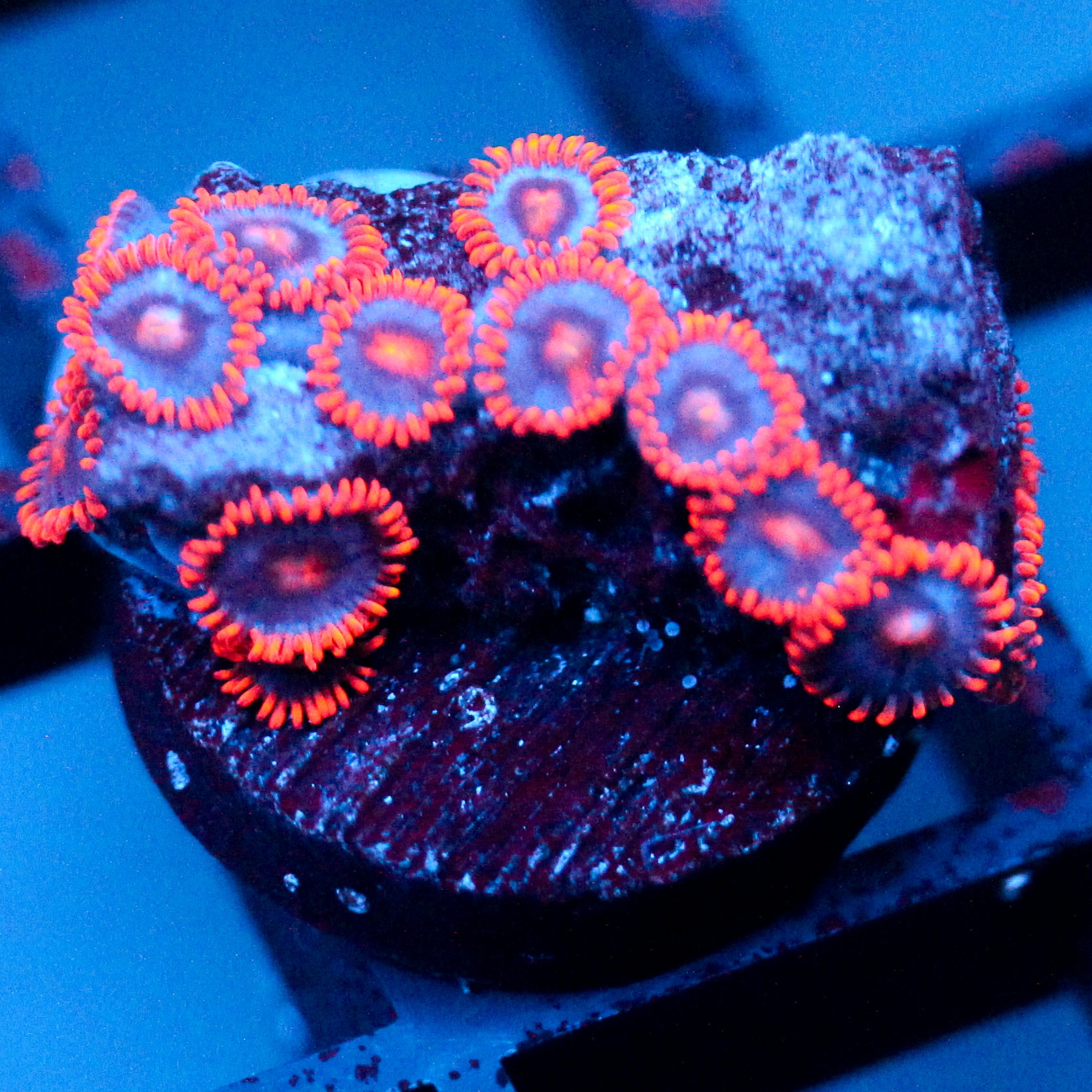 JC Peach Blaze Zoanthid